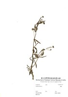 藏品(鱧腸)的圖片